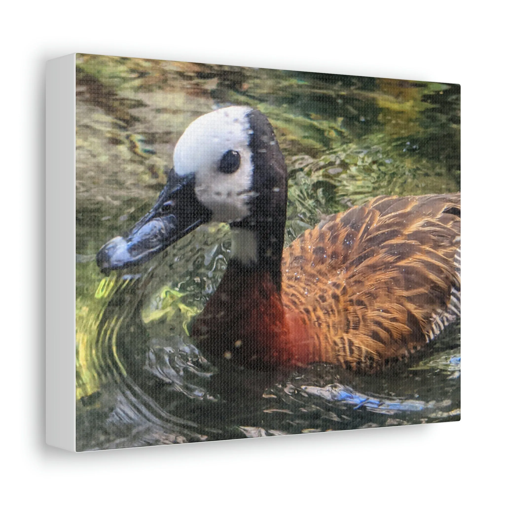 Duck Stretched Canvas