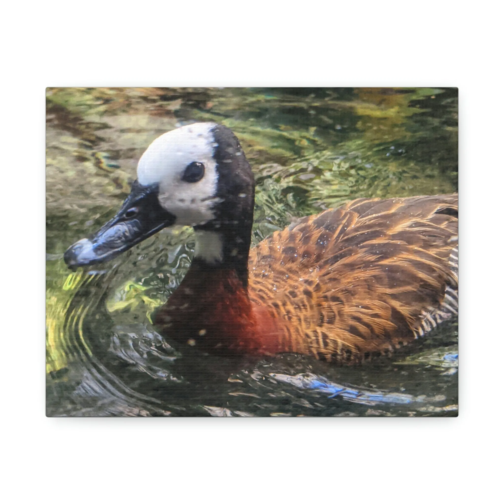 Duck Stretched Canvas