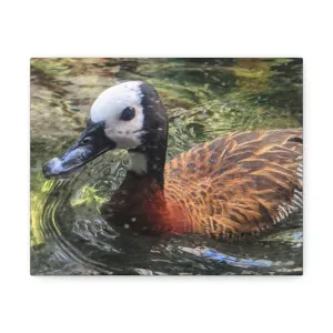 Duck Stretched Canvas
