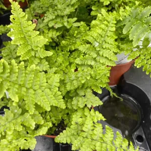 Golden Fern (Dryopteris affinis)