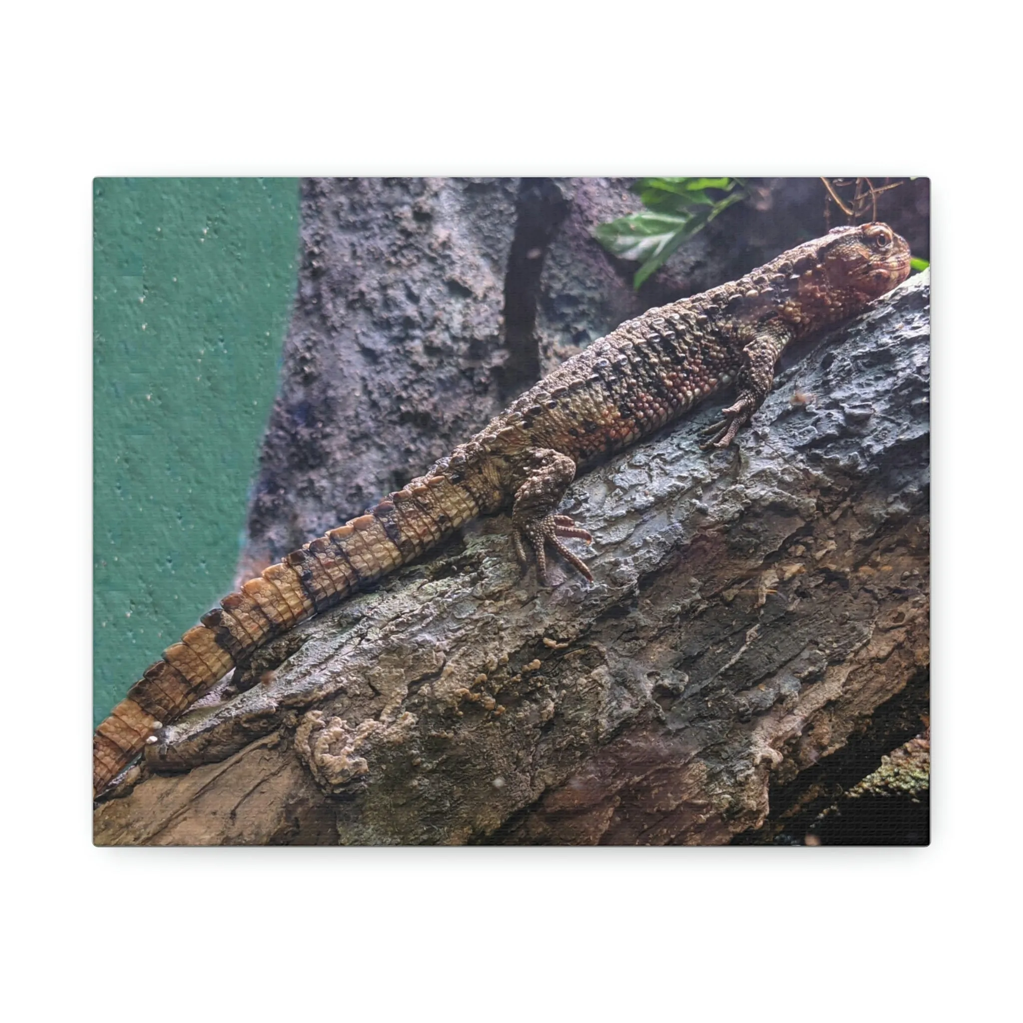 Lizard Stretched Canvas