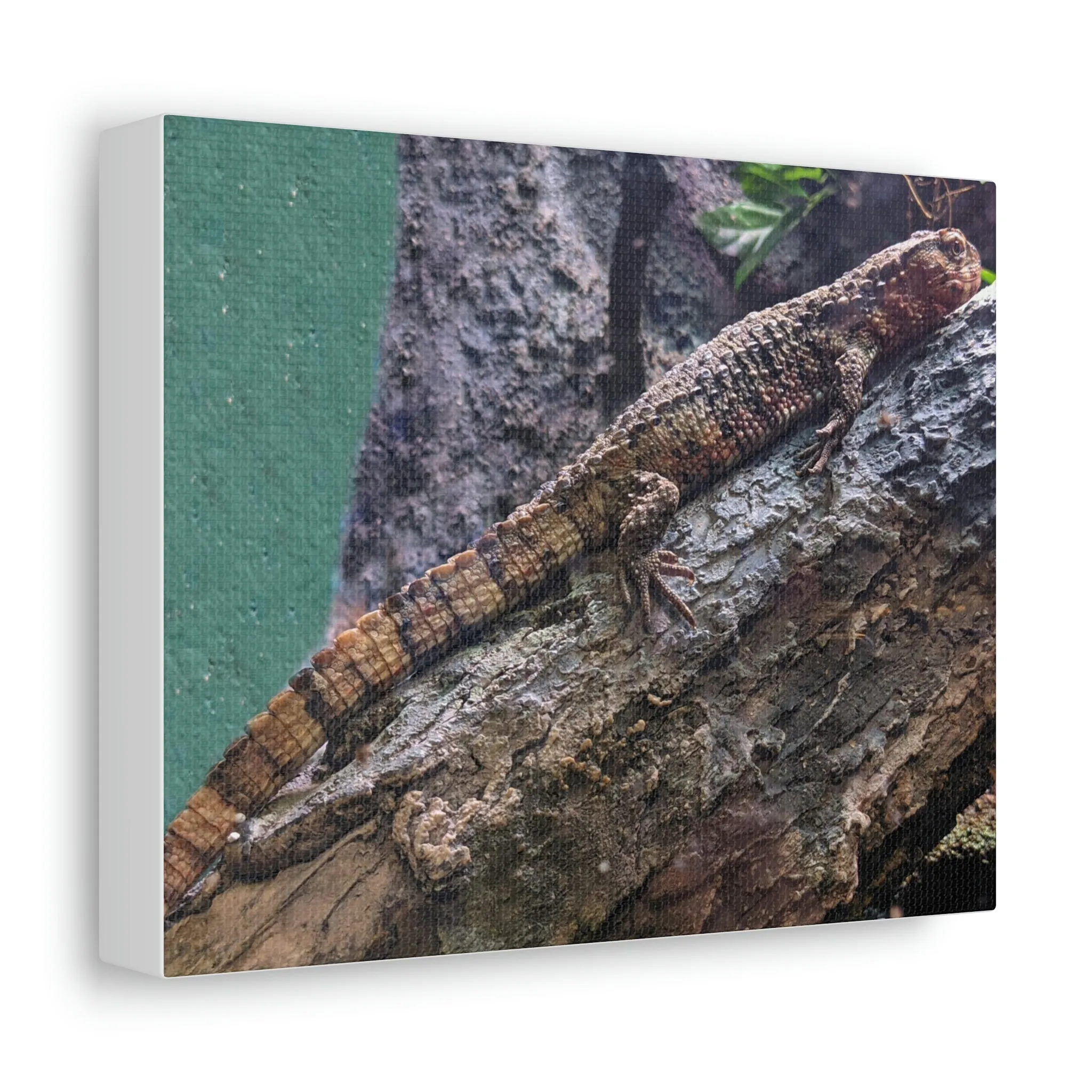 Lizard Stretched Canvas