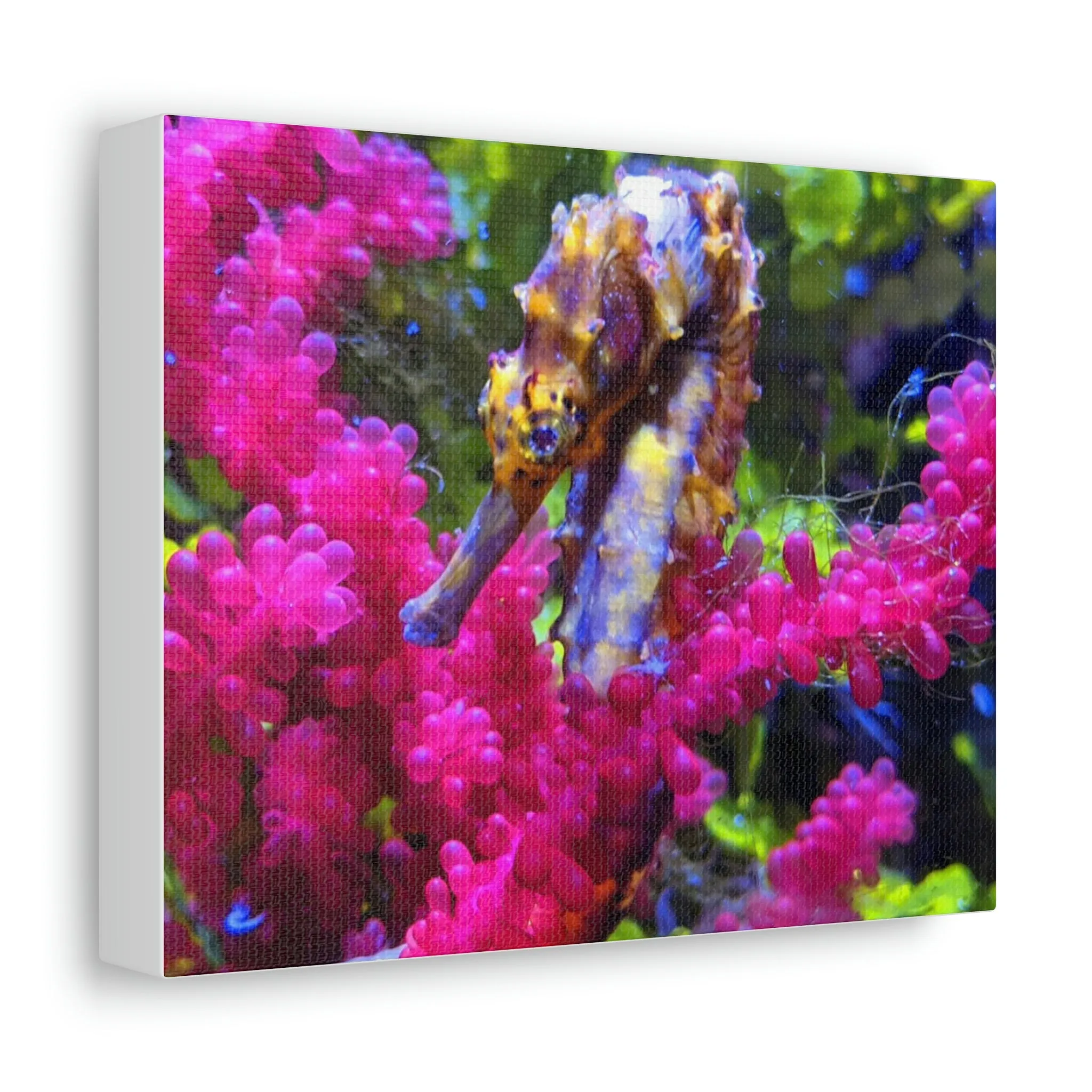 Seahorse Stretched Canvas