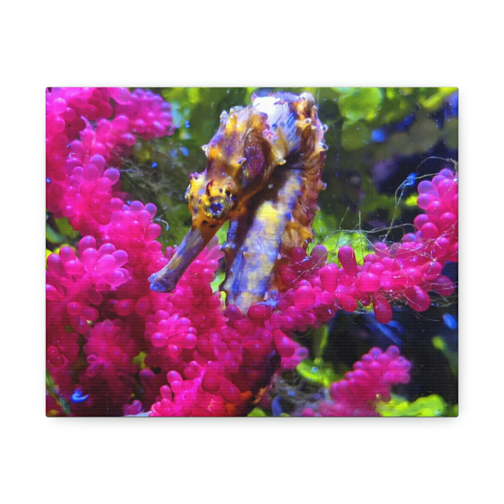 Seahorse Stretched Canvas