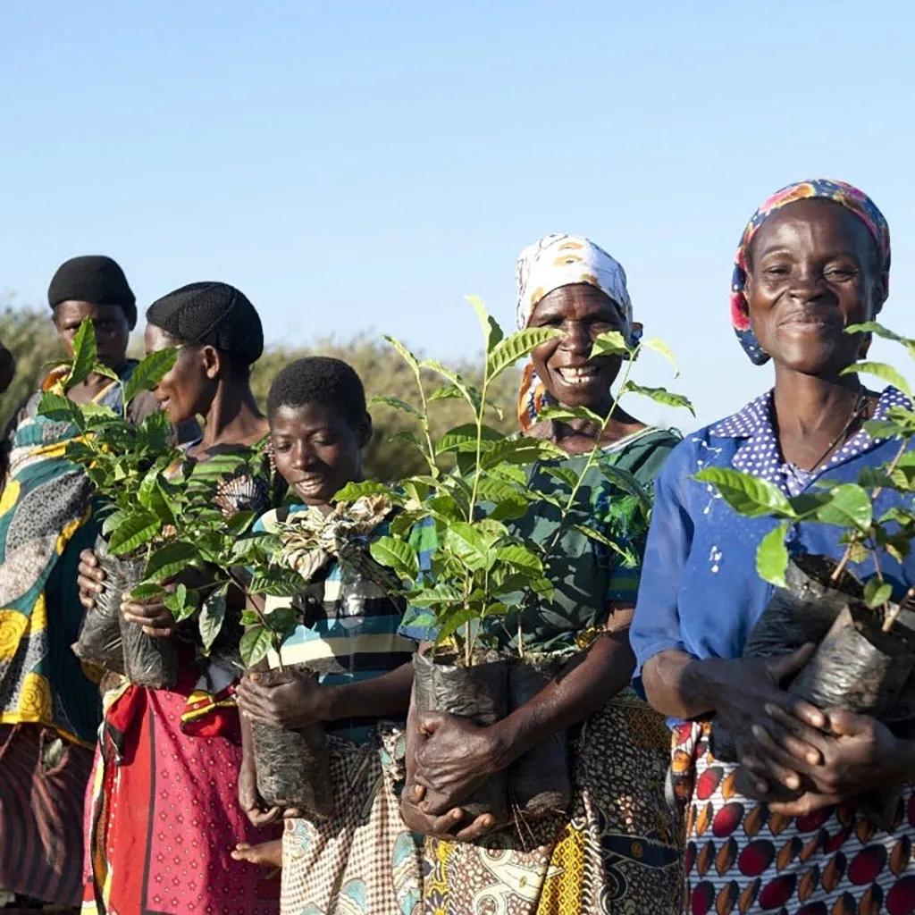 Shining Bright Malawian White